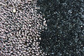 Ligne de démarcation ligne de démarcation sur Richard Wareham