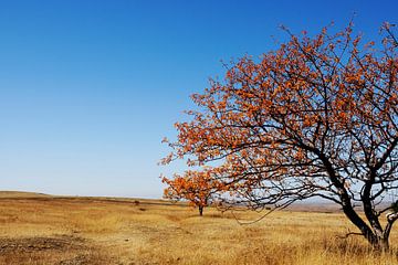 Vue panoramique sur les steppes du Kazakhstan.