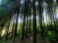 Fairy forrest