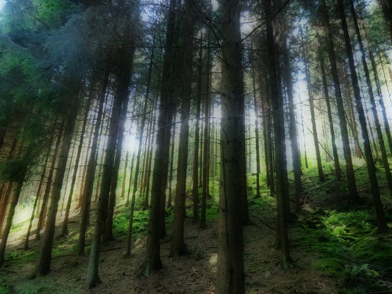 Fairy forrest by Desiree Barents