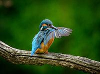Prachtige kleurrijke ijsvogel neemt de tijd om zijn veren te poetsen