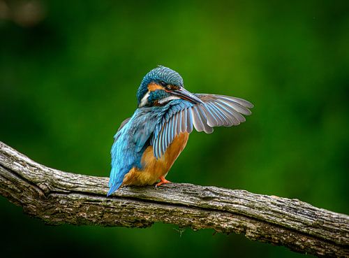 Beautiful colourful kingfisher takes time to brush his feathers