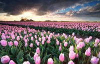 sunshine over pink tulip field von Olha Rohulya Miniaturansicht