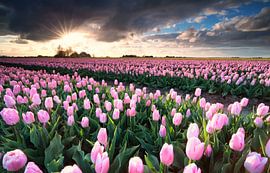 sunshine over pink tulip field by Olha Rohulya