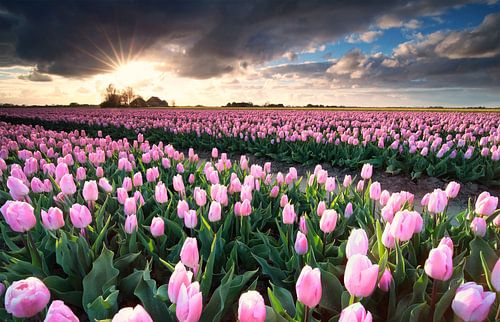 sunshine over pink tulip field