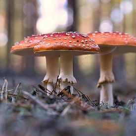 Delicate white and red fly agaric on the forest floor. by Martin Köbsch