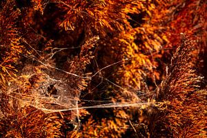 Zijden web in gloeiend amber licht nr.1. van Urban Photo Lab