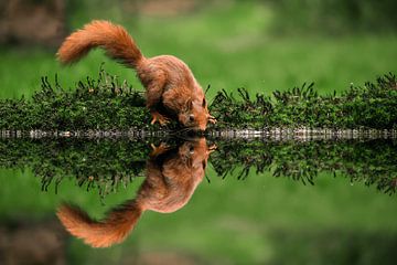 rotes Eichhörnchen, das auf einem Moosbett trinkt. von Gerben De Schuiteneer