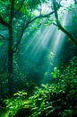 Lichtstrahlen im grünen Wald von Poster Art Shop Miniaturansicht