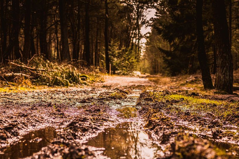 Drassig bospad by Stedom Fotografie