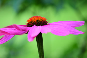 Bloem: zonnehoed