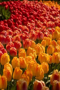 Tulpenregenbogen auf dem Keukenhof