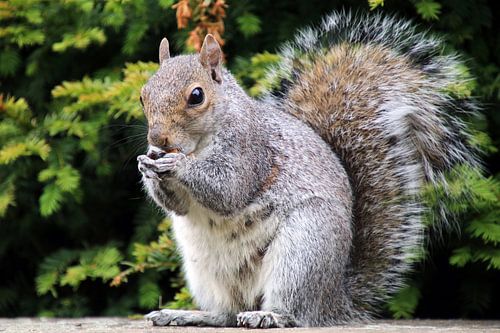 Sciurus carolinensis