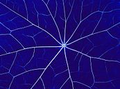 Nerveus Blauw (Bladnerven in Kobaltblauw) van Caroline Lichthart thumbnail