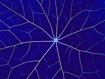 Nerveus Blauw (Bladnerven in Kobaltblauw) van Caroline Lichthart