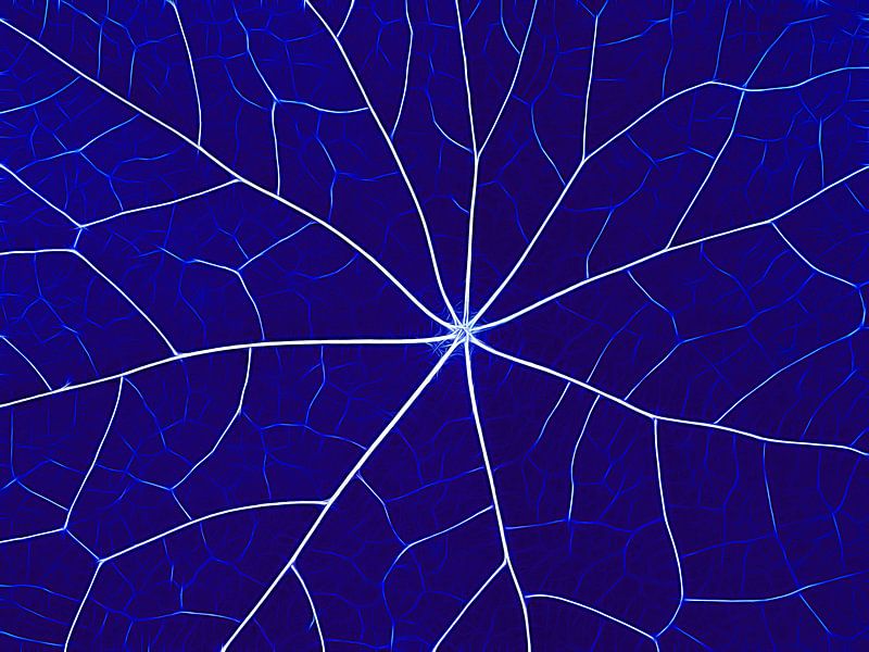 Nervous Blue (Leaf veins in Cobalt Blue) by Caroline Lichthart