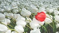 Veld met witte tulpen en een rode tulp van Fotografiecor .nl thumbnail