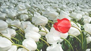 Feld mit weißen Tulpen und einer roten Tulpe