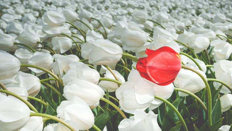 Veld met witte tulpen en een rode tulp van Fotografiecor .nl