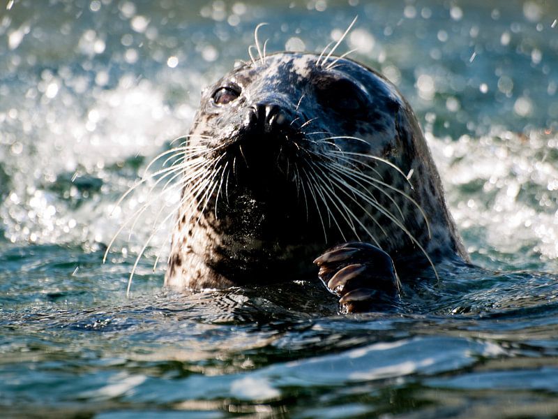 Zwemmende Zeehond von P van Beek