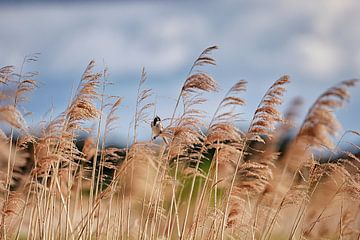 Reed bunting singing by Hans van Oort