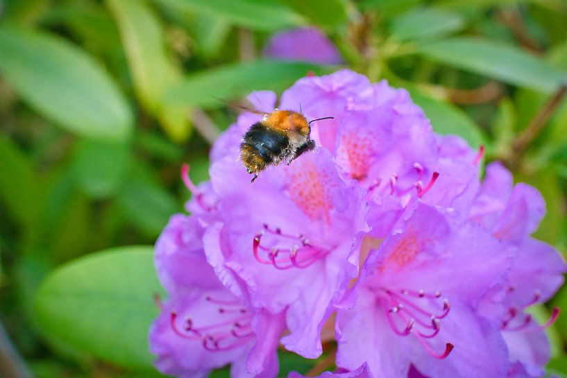 Bumblebee flies on a flower to collect nectar by Martin Köbsch