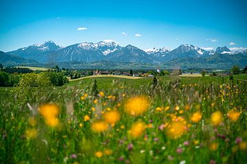 Bloemrijk uitzicht op de Ostallgäuer Alpen van Leo Schindzielorz