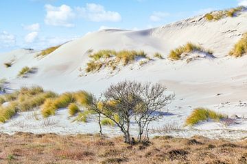 paysage de dunes avec du sable de dunes et de l'ammophile sur eric van der eijk