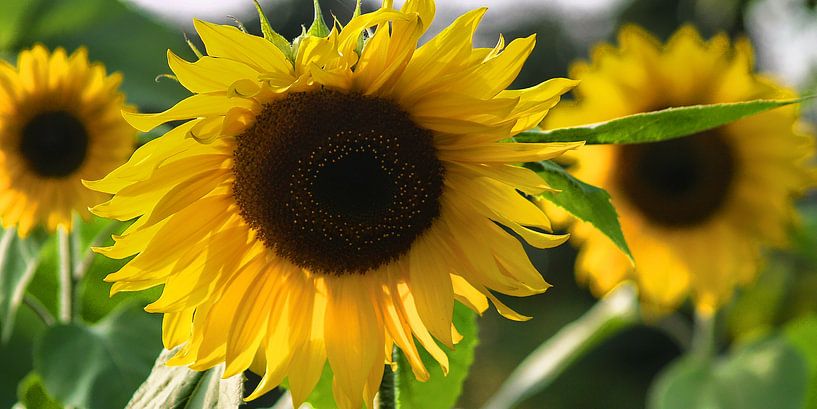 SonnenblumeSonnenblumen-Studien-001-7035 von Peter Morgenroth