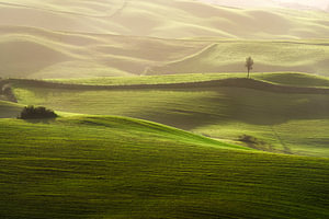 Ein einsamer Baum auf sanften grünen Hügeln in der Nähe von Volterra in der Toskana
