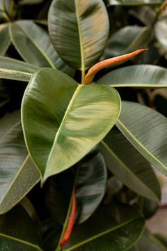 Groene plant met oranje bloem | foto gemaakt in Porto van Karijn | Fine art Natuur en Reis Fotografie