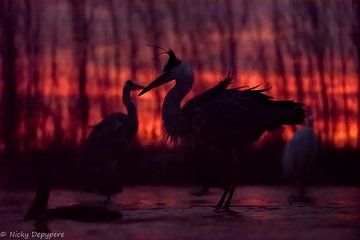 Unieke silhouettes van vogels met mooie rode kleuren van de opkomende zon. van Nicky Depypere
