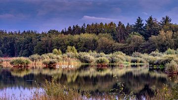 Spoonbills in a pond in National Park Dwingelderveld by Rene Siebring