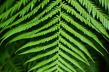 A green fern frond against a dark background by Ulrike Leone