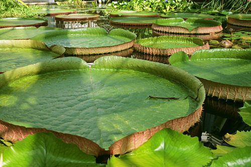 Grote leliebladen groen