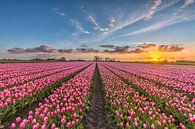 Sunsetting tulips von Costas Ganasos Miniaturansicht