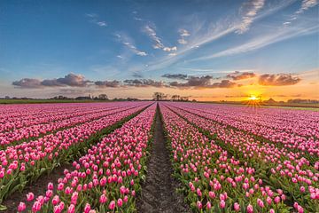 Sunsetting tulips van Costas Ganasos
