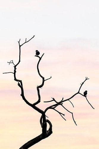 Eenzaamheid in de Hoogte Vogels op Kale Takken