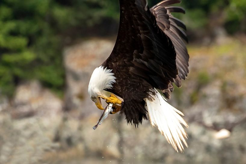 Lunch in the air by Jos Krynen