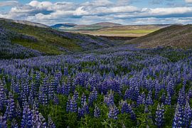 a by Dave Verstappen