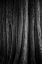 Abstracte Natuur Kunst van Rick Goede thumbnail