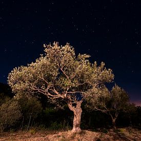 Olive tree under the stars by Mark Lenoire