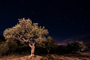 Olive tree under the stars by Mark Lenoire