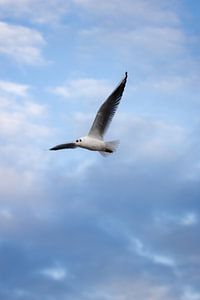 Schwerelose Freiheit: Fliegende Möwe im Wolkenhimmel