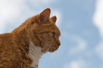 Poes, kijkend naar iets  in de verte van Jolanda de Jong-Jansen