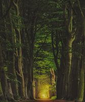 Mooi hoge bomen oranjewoud