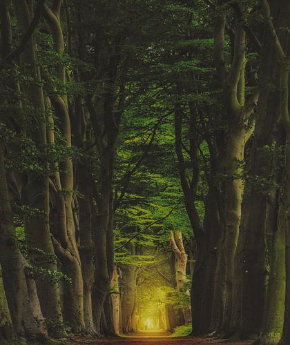 De beaux grands arbres ouanjewoud