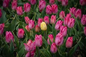 Tulipes sur Erika van der Veen