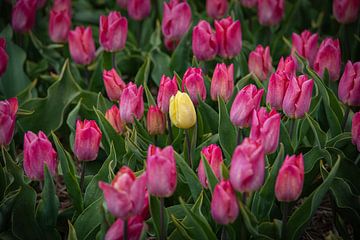Tulips by Erika van der Veen