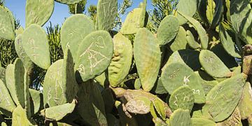 Cactus, Tenerife